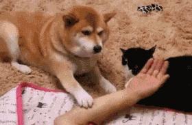 Having a Dog That Loves Vinegar – It's Like a Jar of Vinegar Upside Down Every Day