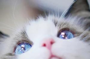 Boudoir Cat Wallpaper | With Stars in Its Eyes, Cold and Gentle All in One, It's the Type I Love