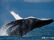 The Falling Whales of the South China Sea Are Beautiful, But Do You Know How Long Whales Live?