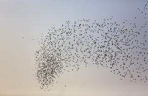 Handan, Hebei: Optimizing Ecology to Attract Birds – Thousands of Birds Flock and Soar