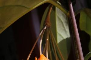 Little Monkey King Ball Orchid Blooming!