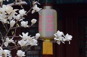 Beijing's 'Ancient Temple Lilac Fragrance': Are You Ready to Admire It?