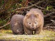 Due to Mites, the Slow-Moving and Square-Faced Australian Brushtail Possum Faces Extinction