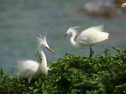 Fujian's 'Bird-Loving Week' Has Arrived! 17 Heron Species of 60 Worldwide Found in Xiamen