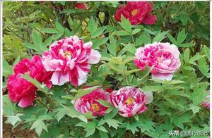 Watching Peonies at Wangcheng Park, Remembering My First Trip - Riding on a Tractor