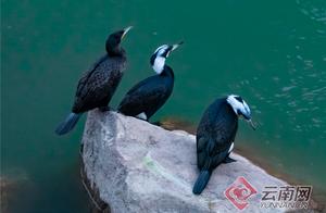 High-Definition Photo Group: Wild Cormorant Flock Spotted on the Nu River