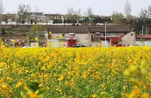 Open Your Eyes! Have You Ever Seen White, Purple Rapeseed Flowers in Baocai?