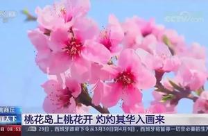 CCTV Focuses on Shangqiu Xia County: Hundred Flowers Blooming, Spring Full of Color