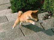 Making Dogs Less Afraid of Stairs by Changing Their Color