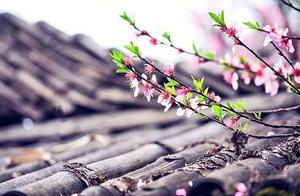 Confirmed! The First Kongtong Mountain Peach Blossom Festival is Free