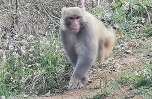 Love Eating Bananas! National Level II Protected Animal Monkey Visits Hanbin District's Zhongyuan Town