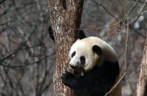 The Sun is Shining! Giant Pandas from Han Zhong Foping Panda Valley Visit the Outdoors to Enjoy the Sunshine