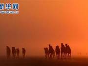 Kuwait: Camels at Dawn