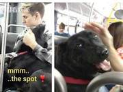 8-Year-Old Dog Takes the Bus Alone to the Park Every Day, Like a True Passenger