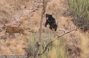 A Lazy Bear in India Suddenly Stood Up and Scared Away Two Tigers