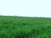 A Poem: The Most Beautiful Spring is in the Countryside