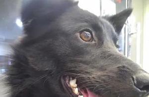 Dog Joyfully Runs Off After Giving Birth, Owner Faces Frustration: 'I Have to Teach It Too'