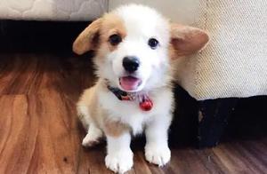 Will you treat the dog you raised from puppyhood as your own mother?