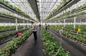 Nanjing Lishui: Policy Support ‘Blesses’ Tourist Numbers to New High