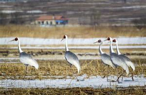Hunchun Jixing Wetland's 'Heth Heth' (White-Necked Cranes) Are Famous!
