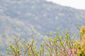 The Flowers Bloom Perfectly! Haiyan North and South Lakes Fulfill Your Spring Dreams