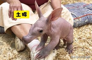 7 Animals Difficult to Recognize Due to Lack of Hair