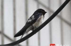 Swallows Building Nests with Mud