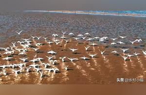 Large Number of Swans Arrive at Zhangbei North Duge Grassland!