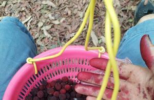 Yangmei in Wulu Ridge, Qinzhou, Has Ripe Fruit; Scenic Area Free Admission, Garden 10 Yuan per Person