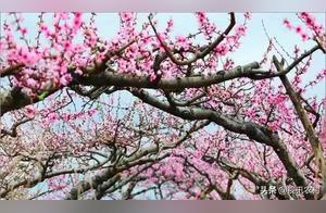 Zhutian Town: Beauty Hidden in Spring!