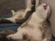 How to Wake Up a Sleeping Cat