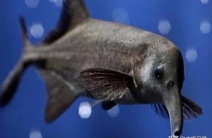 An Anomalous Elephantnose Fish, Named for its Long Snout, Survives by Generating Electrical Pulses
