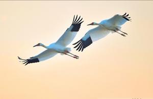 Floral and Bird Photography | Where is the White Crane? Attempting to Join All