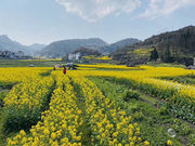 Following the Footsteps of Spring – Let's Recite Classic Literature Together: Lu Xun’s ‘Spring’