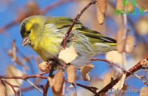 Bird Q&A: The Yellow Wagtail