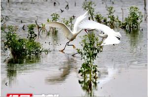 Beautiful Scenery in Jiangyong Fields: White Egrets Take Flight