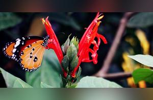 In Princess Port, it's all about seeing animals; there are terrifying crocodiles and also small, cute butterflies.