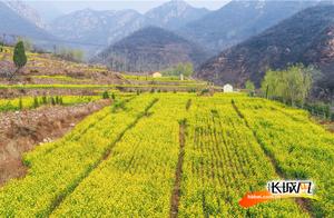 Drone ShotRapeseed Flower Terraces in a Valley