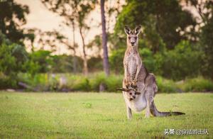 Animals | What is the Use of the Kangaroo Mother's Pouch?