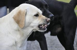 Debunking: Not All Dog Barking Needs to Be Stopped; Barking Dogs Can Maintain Communication