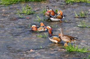 Spring Birds Singing! 20+ Rare Birds Checking In in Shangluo – Do You Recognize Them?