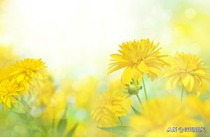 Motivational Classic Phrases: Give yourself wings to soar, allowing you to fly higher and see further.