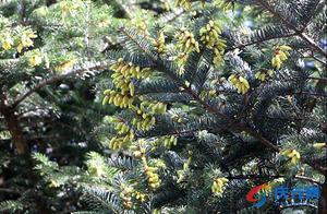 Hundred Mountains Ancestral Cold-Latte Spruce Blooming