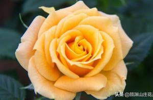 What do yellow roses represent?