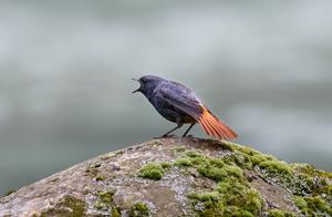Red-throated Pipit (Original)