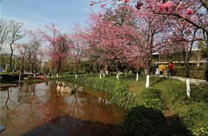 Big Flower Bridge Socialist Core Values Theme Park: 'Cherry Blossoms' – Spring is Blooming Beautifully