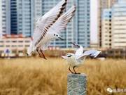 The Daxian River Basin in Linxia City Attracts a Large Number of Migratory Birds