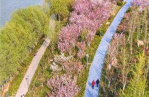 Blossoming in Spring! Jinan Xiaoqing River Slope Park Transformed into Leisure Park
