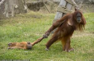 Cute 3-Year-Old Orangutan in Belgium Plays Tricky, Dragged by Mother
