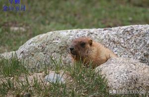 Pika of Mount After